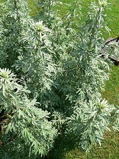 Wormwood Leaf Benefits